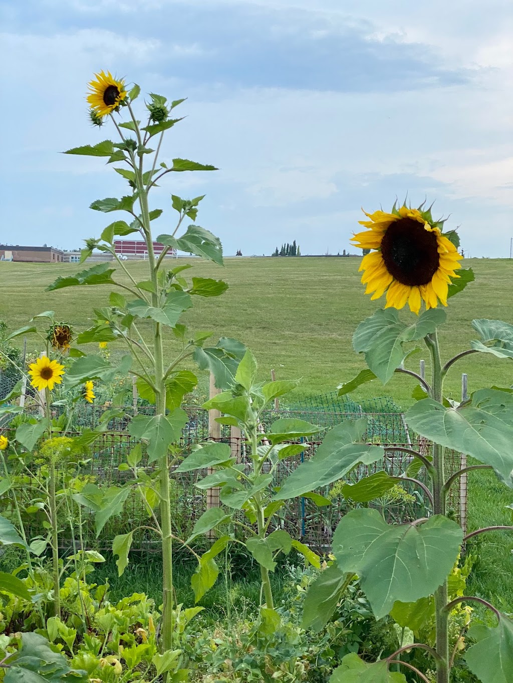 Harvest Hills Community Garden | 520 Harvest Lake Dr NE, Calgary, AB T3K 4C3, Canada | Phone: (403) 226-6422