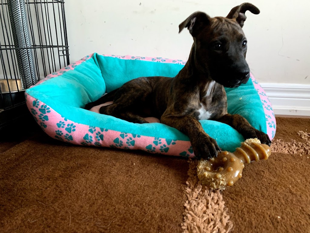 DogFather DayCare | 73 Charleswood Cres, Hannon, ON L0R 1P0, Canada | Phone: (905) 928-3416