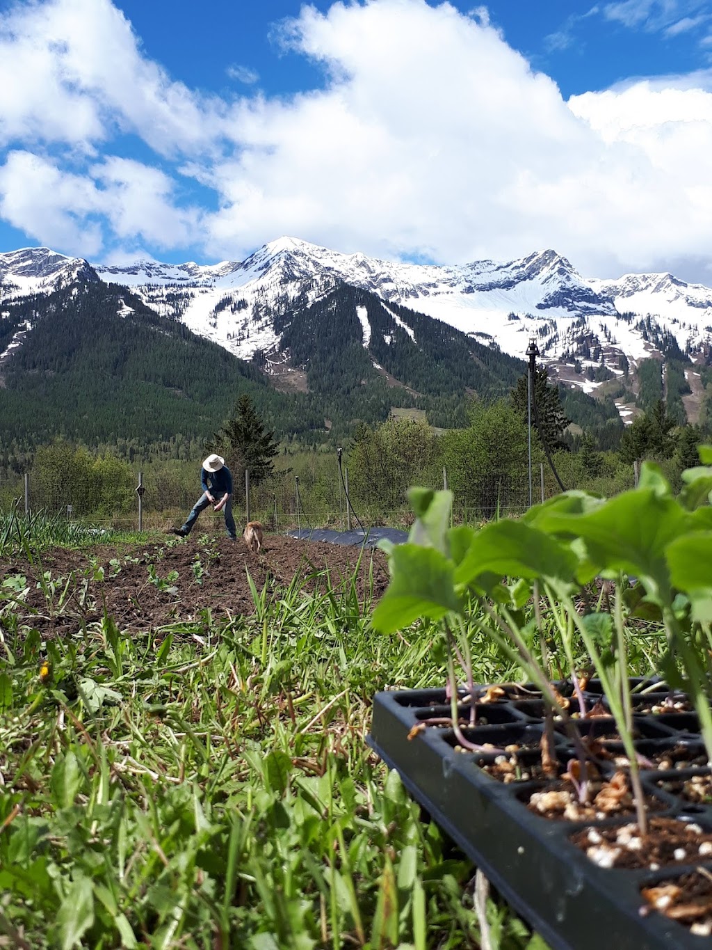 Castle Mountain Farm | 4509 Cokato Rd, Fernie, BC V0B 1M4, Canada | Phone: (250) 425-5791