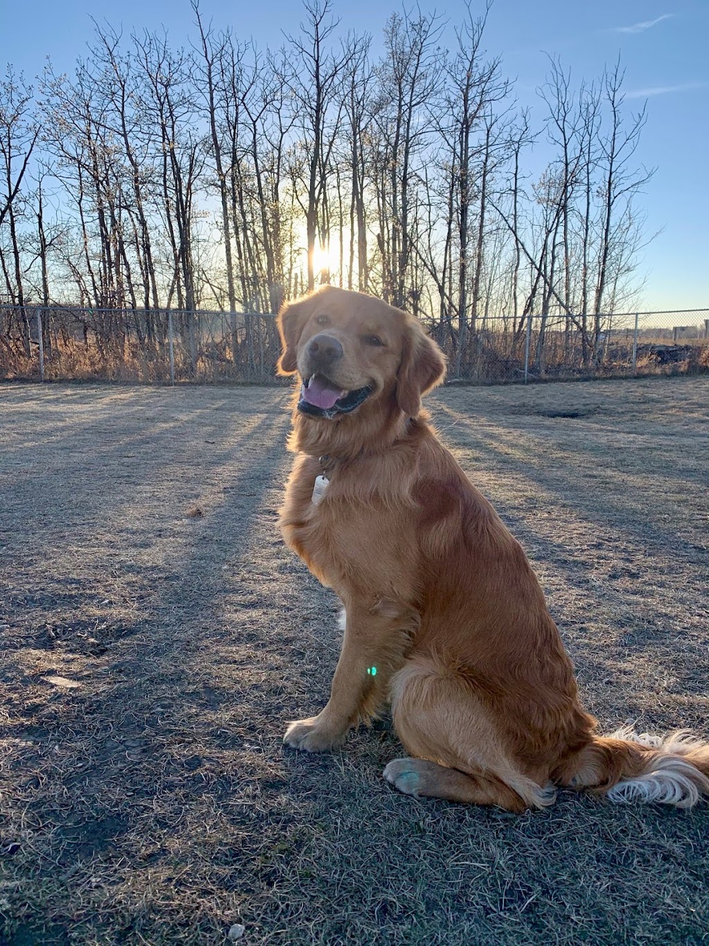 Pawsitively Wild N Free | W648+Q4, Indus, AB T1X 0H7, Canada | Phone: (403) 701-6323