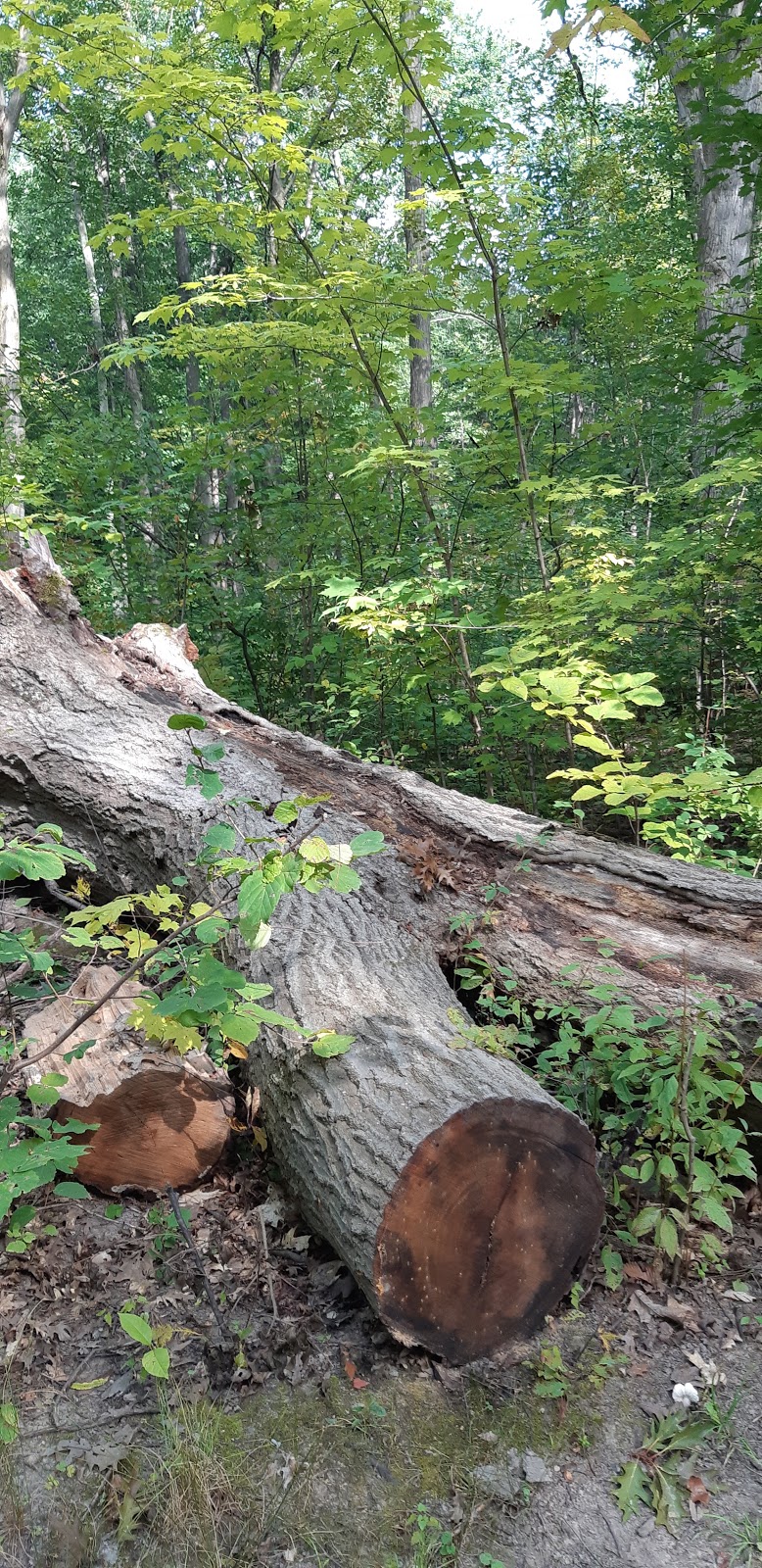 Shaftesbury Park | 85 Downing Crescent, London, ON N6C 3C7, Canada | Phone: (519) 661-5575