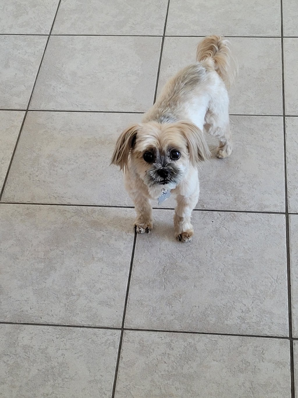 Dirty Hairies Pet Grooming Ltd | 607 Pepperloaf Crescent, Winnipeg, MB R3R 1E6, Canada | Phone: (204) 801-2508