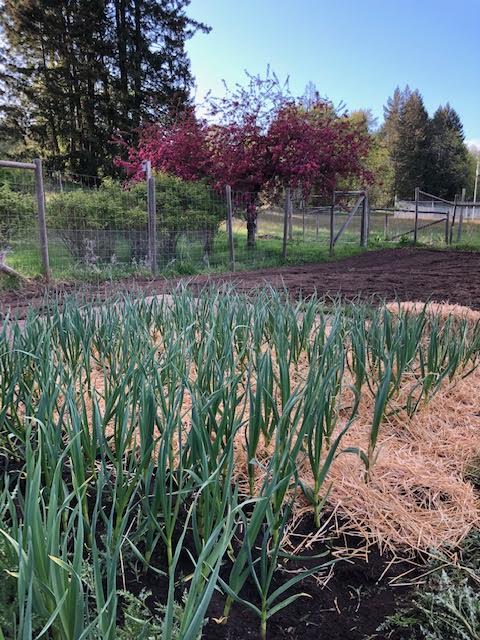 T and T Farms | 2375 Sylvester Rd, Shawnigan Lake, BC V0R 2W2, Canada | Phone: (250) 732-5345