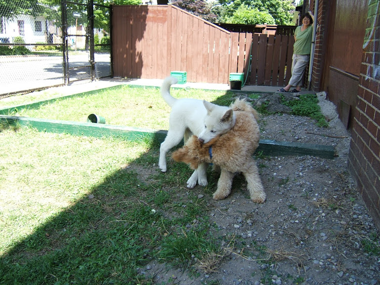 Sweet Paws Petcare | Tallships Dr, Whitby, ON L1N 9X7, Canada | Phone: (416) 450-1915