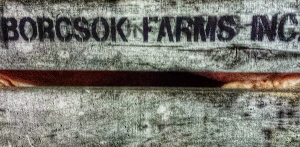 Borcsok Farm Inc | 100 S Canal Bank Rd, Kettleby, ON L0G 1J0, Canada | Phone: (905) 775-7652