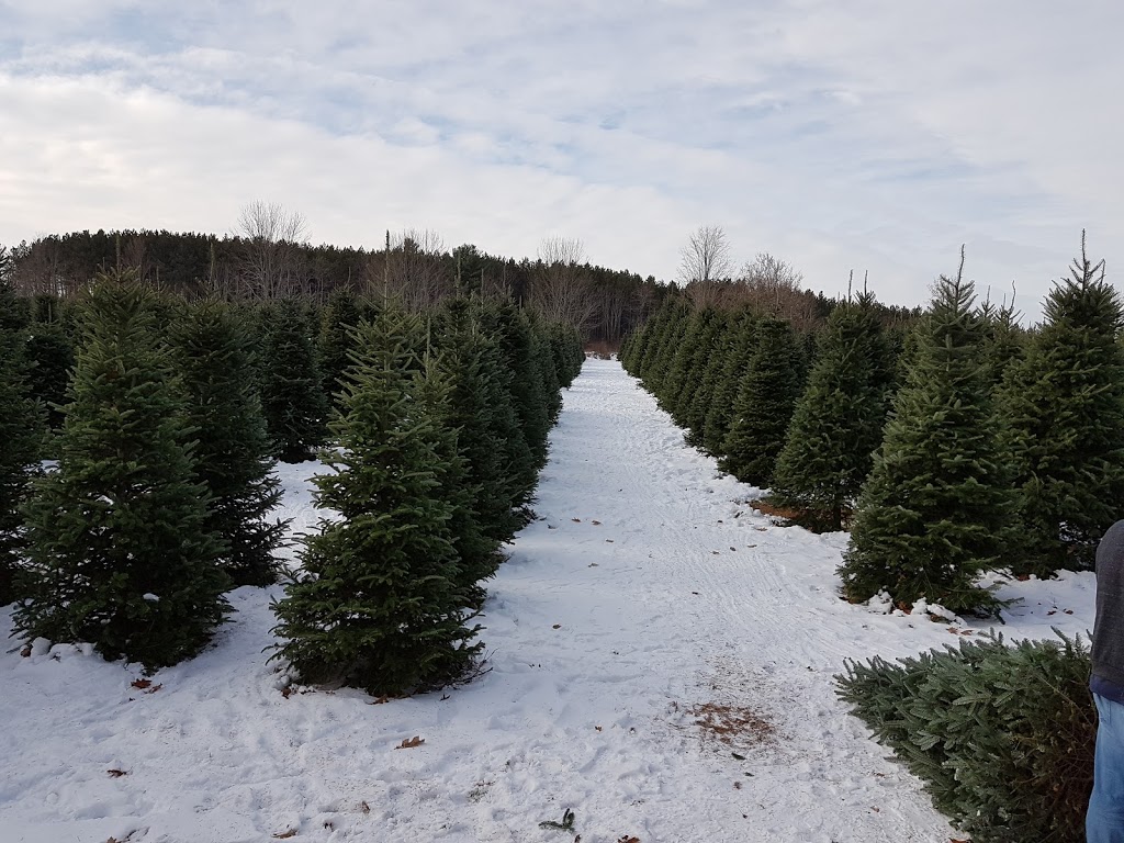 Denmar Christmas Trees | 217 Clearview Rd, Stirling, ON K0K 3E0, Canada | Phone: (613) 922-2841