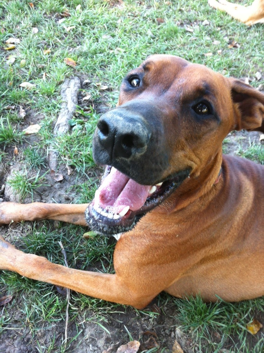 Tail Waggin Dog Ranch | 20676 Muncey Rd, Muncey, ON N0L 1Y0, Canada | Phone: (519) 264-0951