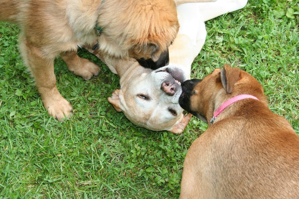 Ruff Stuff Dog Services | 1730 Vernon Dr, Vancouver, BC V6A 3T8, Canada | Phone: (604) 877-8075