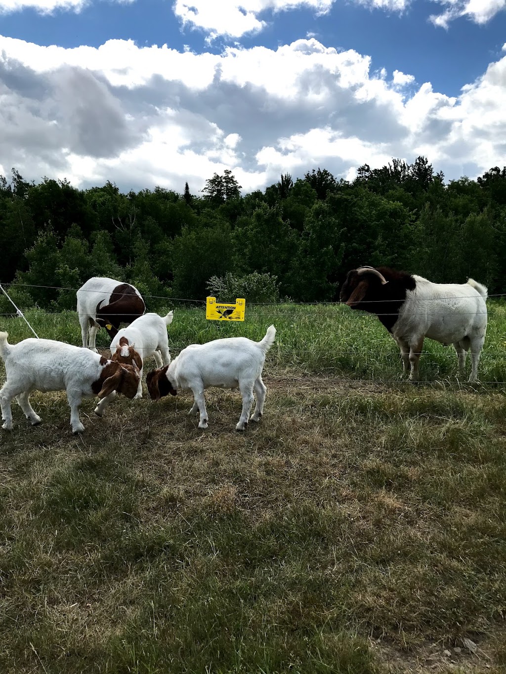 La bergerie en herbe | 90 Chemin de St Isidore, Martinville, QC J0B 2A0, Canada | Phone: (819) 835-0077