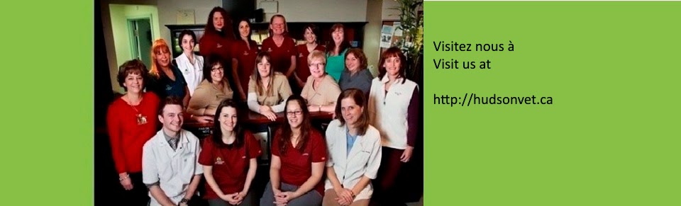 Hôpital Vétérinaire Hudson inc. | 5412 Route Harwood, Vaudreuil-Dorion, QC J7V 0K2, Canada | Phone: (450) 458-5382