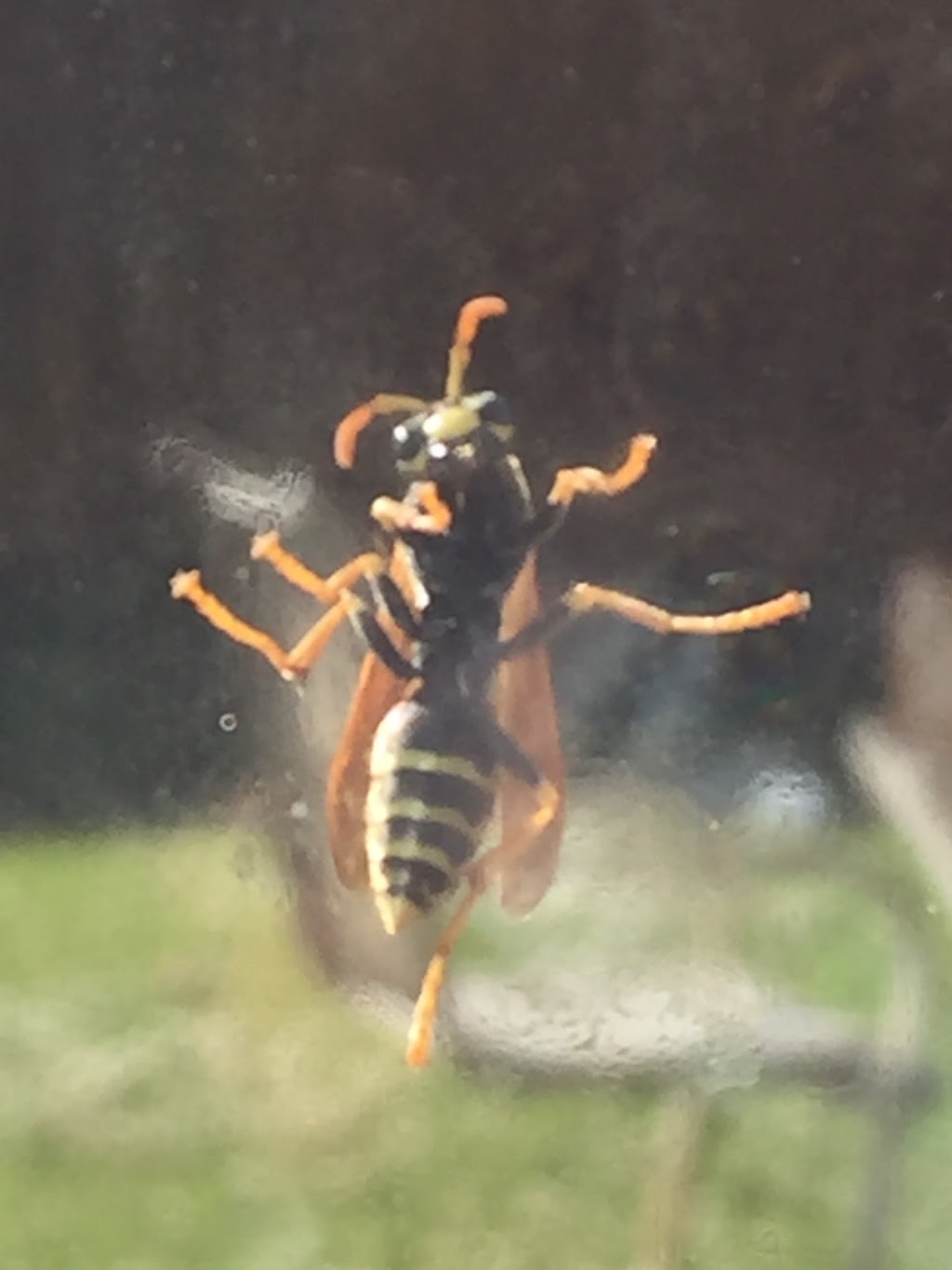 City Pest Control Inc | 46 Strathdale Rd, Brampton, ON L6P 2Y1, Canada | Phone: (416) 410-2786
