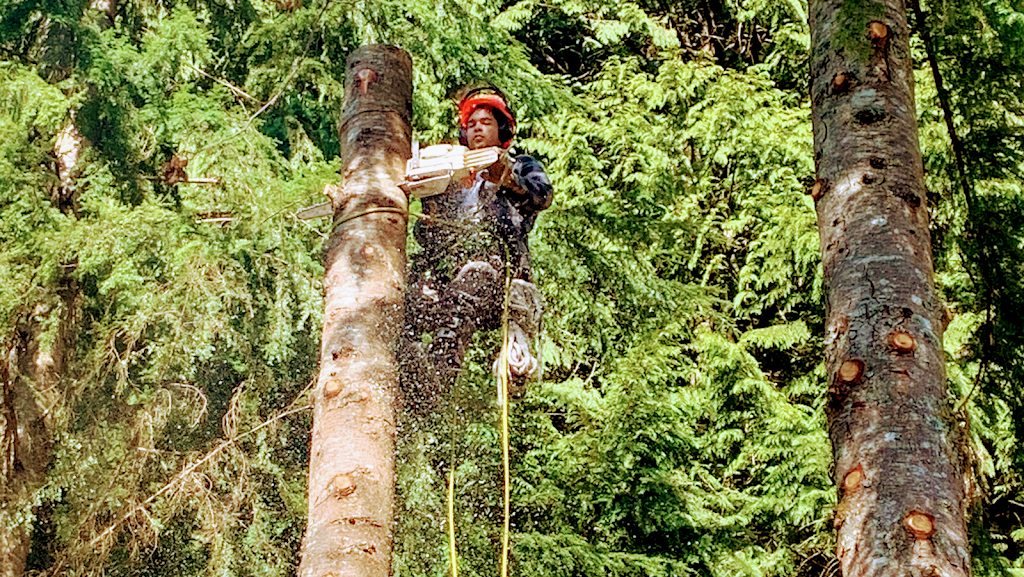Trapp Arborist Services | 7321 Halifax St #1106, Burnaby, BC V5A 4R5, Canada | Phone: (604) 700-9030