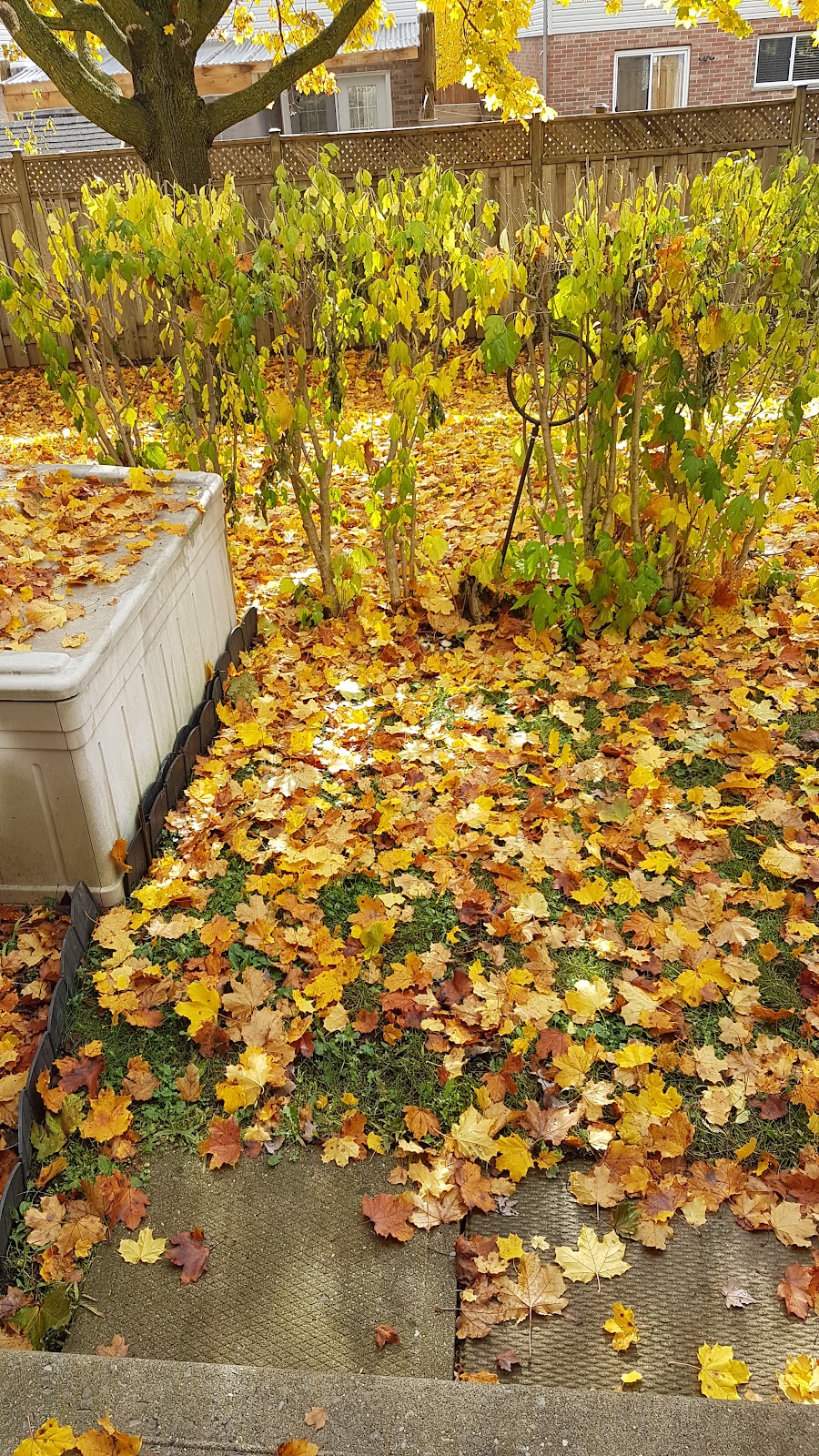 Arcadia Lawn Care | 00 Emerald Rd, London, ON N6M 1J3, Canada | Phone: (519) 722-1599