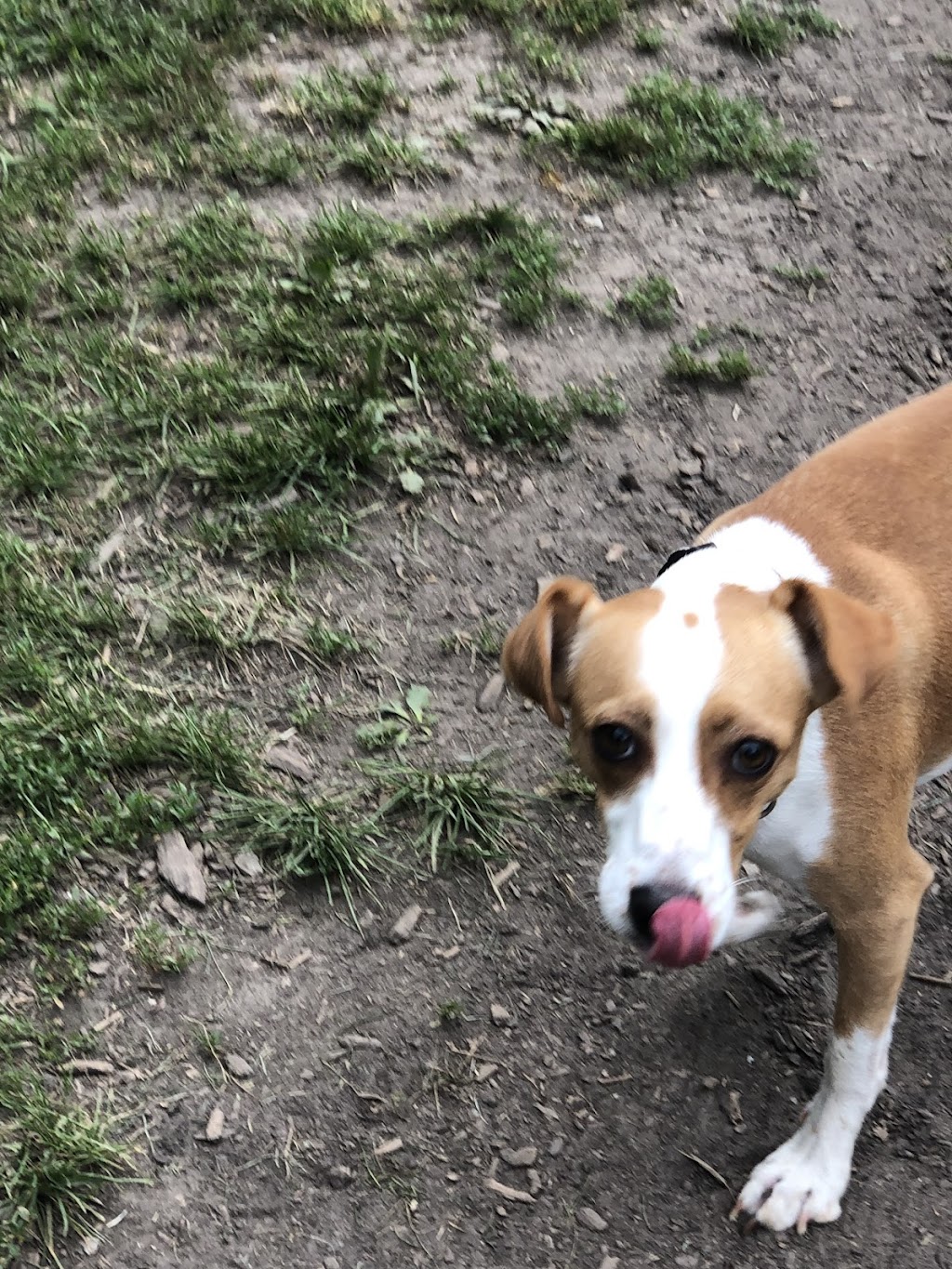 Sonni Moo Pets | 43 Tweed Crescent, London, ON N5X 1Z5, Canada | Phone: (519) 872-7760
