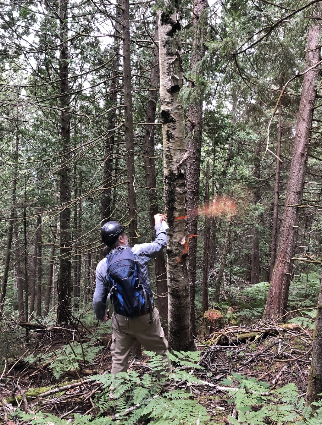 Ressources Forestières Biotiques Inc | 965 Route Principale, Sainte-Mélanie, QC J0K 3A0, Canada | Phone: (450) 960-2130