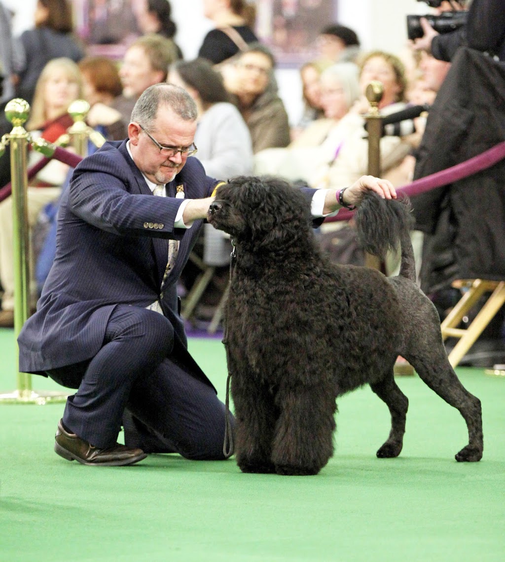 Seabury Portuguese Water Dogs | 2904 Shelter Valley Rd, Grafton, ON K0K 2G0, Canada | Phone: (416) 580-4395