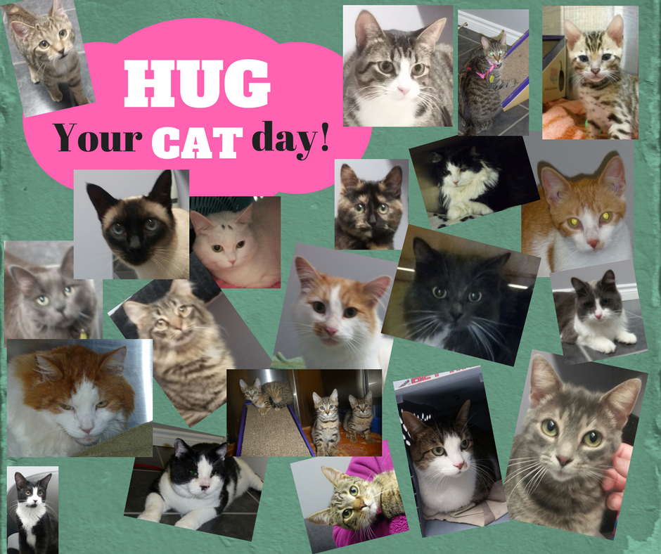 Highway 7 Veterinary Hospital | 25 Ottawa St E, Havelock, ON K0L 1Z0, Canada | Phone: (705) 778-2535