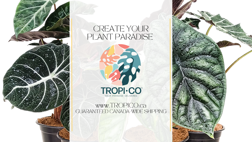 Tropi Co | 5095 N Service Rd, Lincoln, ON L3J 1V1, Canada | Phone: (888) 767-4267