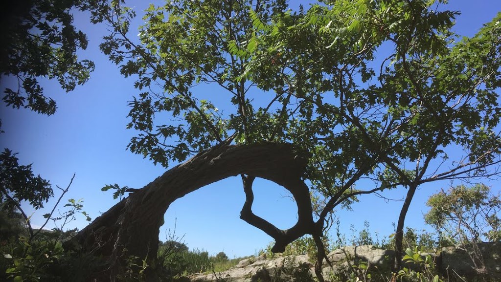 Madden & Company Tree Service | 480 Porter Rd, Westport, ON K0G 1X0, Canada | Phone: (613) 770-0415