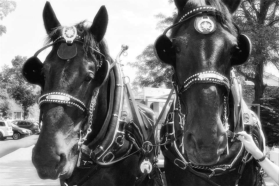 Hockley Valley Farm | 307509 Hockley Rd, Mono, ON L9W 6M9, Canada | Phone: (905) 715-0520