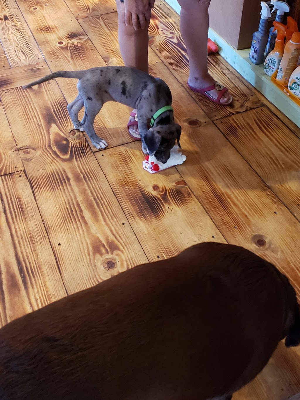 Lucys Dog House | 147 S Water St, Marine City, MI 48039, USA | Phone: (810) 765-5202