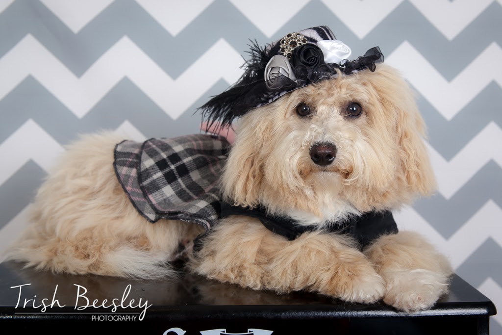 Trish Beesley Photography & Graphic Design | 3A King St S Unit 3, Cookstown, ON L0L 1L0, Canada | Phone: (416) 476-7812