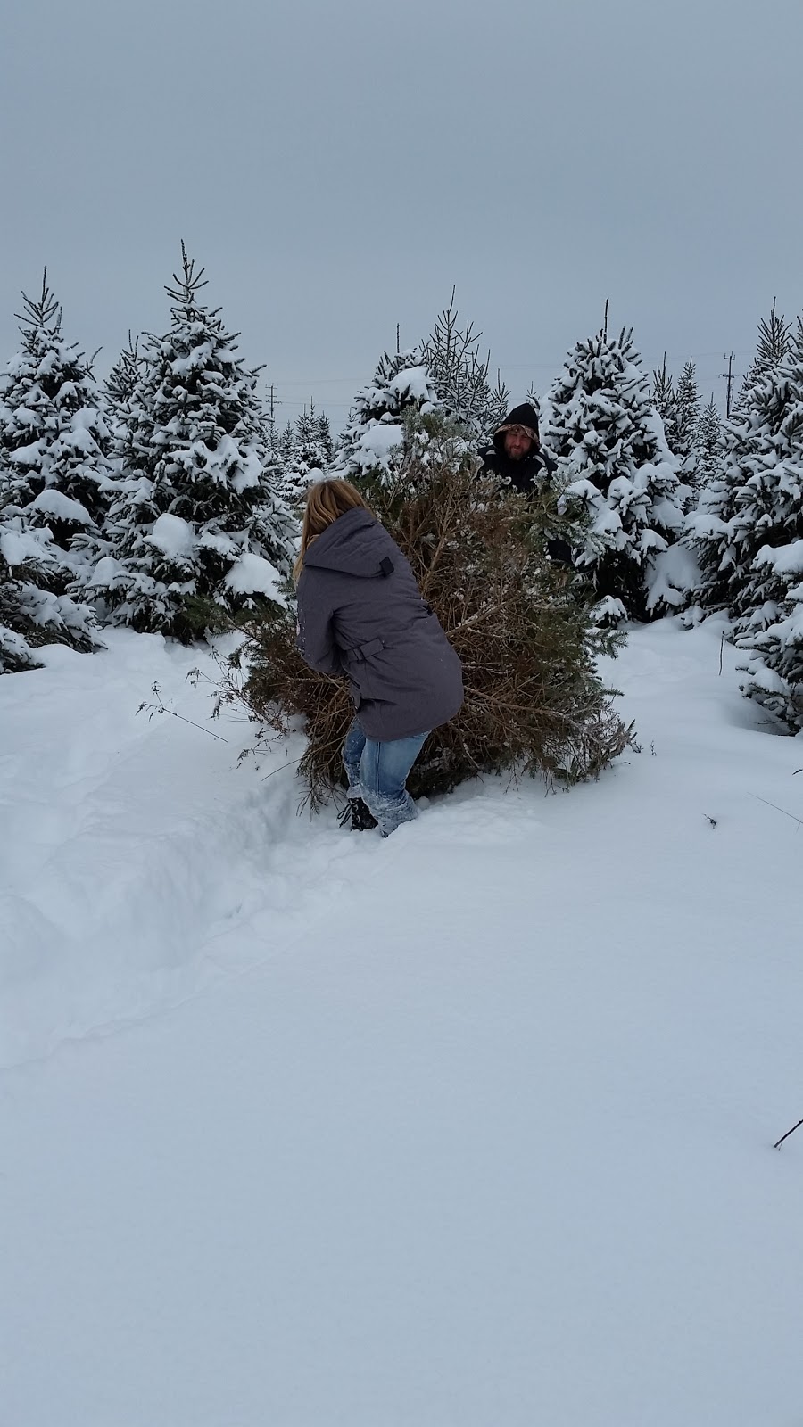 MacGowans Christmas Tree Farm | 4611 Mohrs Rd, Kinburn, ON K0A 2H0, Canada | Phone: (613) 862-6835