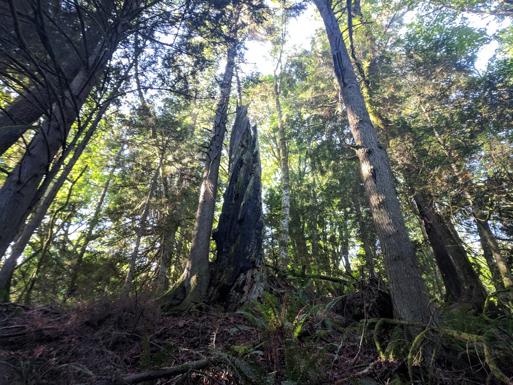 Chuckanut Mountain / Pine & Cedar Lakes County Park | Pine and Cedar Lakes Trail, Bellingham, WA 98229, USA | Phone: (360) 733-2900