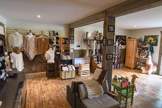 Alpagas de Camily | 750 7e Rang, Saint-Félix-de-Kingsey, QC J0B 2T0, Canada | Phone: (514) 978-5652