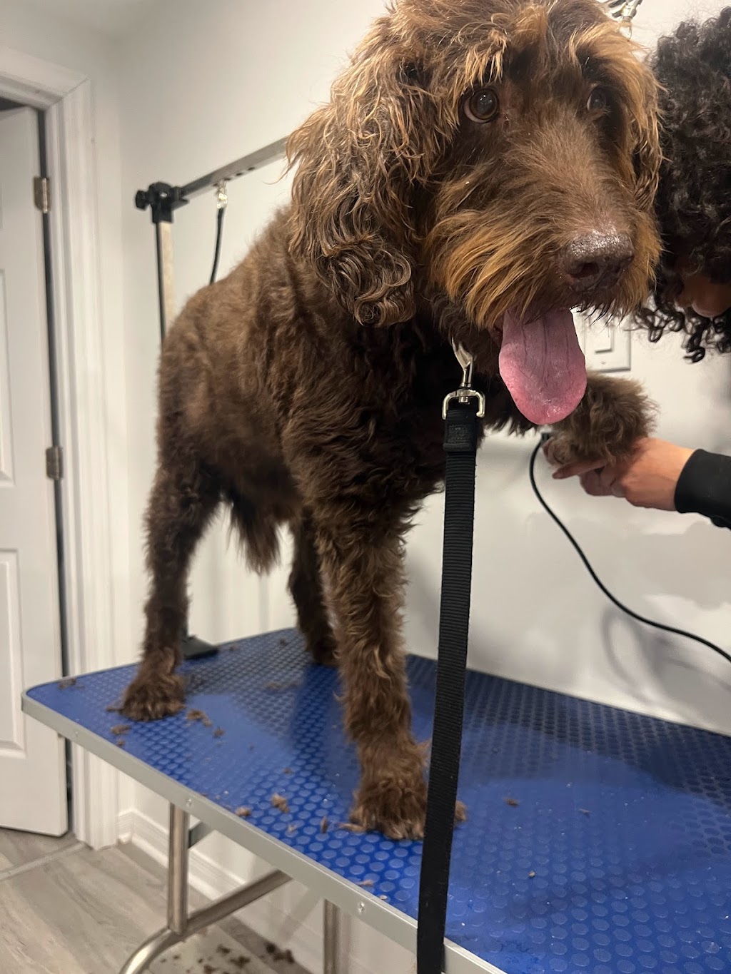 Uplands Pet Service | 29 Fox Hunt Ave, Ottawa, ON K1V 0B1, Canada | Phone: (343) 204-1585