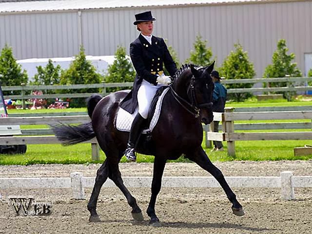 Mirrabook-Rafter 5 Warmbloods | 6380 2A0, Weir Rd, Knutsford, BC V0E 2A0, Canada | Phone: (250) 374-4045