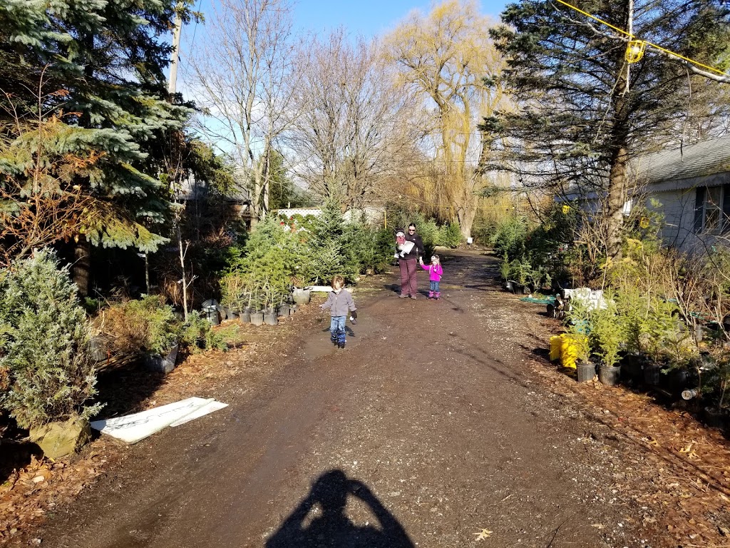 Tree Haven Evergreen Nursery Inc | 981 Jamison Rd, Elma, NY 14059, USA | Phone: (716) 652-4206