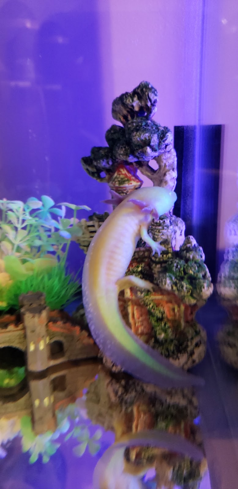 Reptile Kingdom | 1874 hwy 20 E, Fonthill, ON L0S 1E6, Canada | Phone: (905) 892-7100