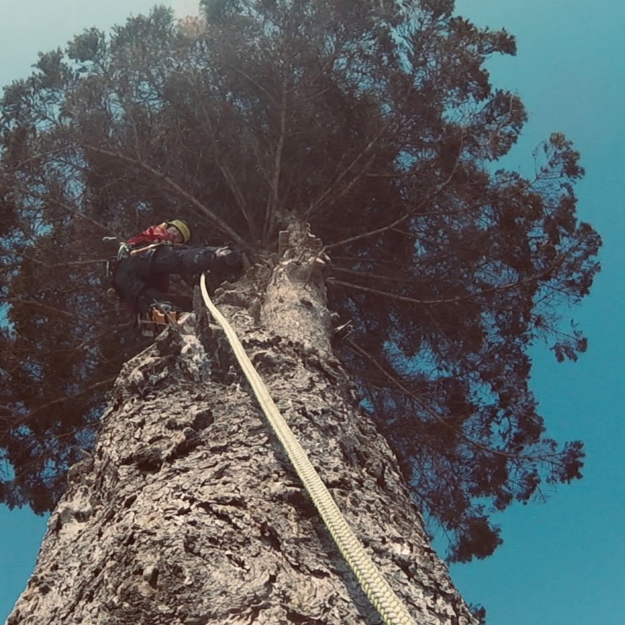 Ascents Tree | 24 Sultan St, Guelph, ON N1H 2W1, Canada | Phone: (226) 500-5206