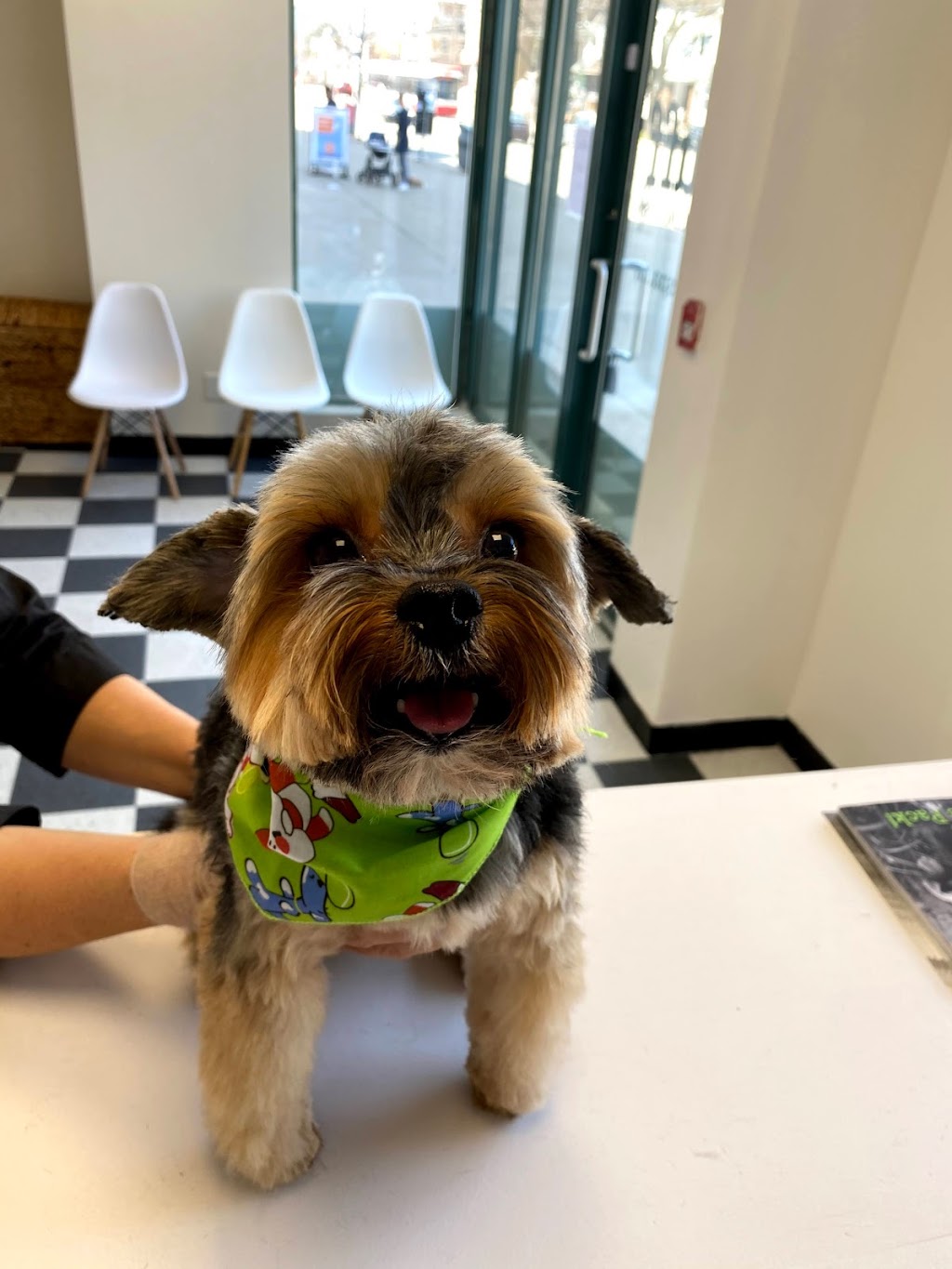 Fluff Dog Wellness Spa | 1741 Queen St E, Toronto, ON M4L 6S5, Canada | Phone: (647) 348-0090