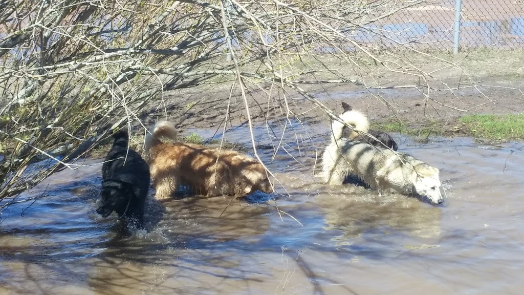 Isaacs Run Dog Park | 199 Lakeside Dr, Riverview, NB E1B, Canada | Phone: 387-2030