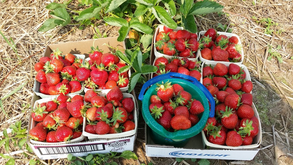 WALKERS STRAWBERRY FARM U-PICK | 837 Rt 880 Lower Millstream, Lower Millstream, NB E5P 3H7, Canada | Phone: (506) 433-1018