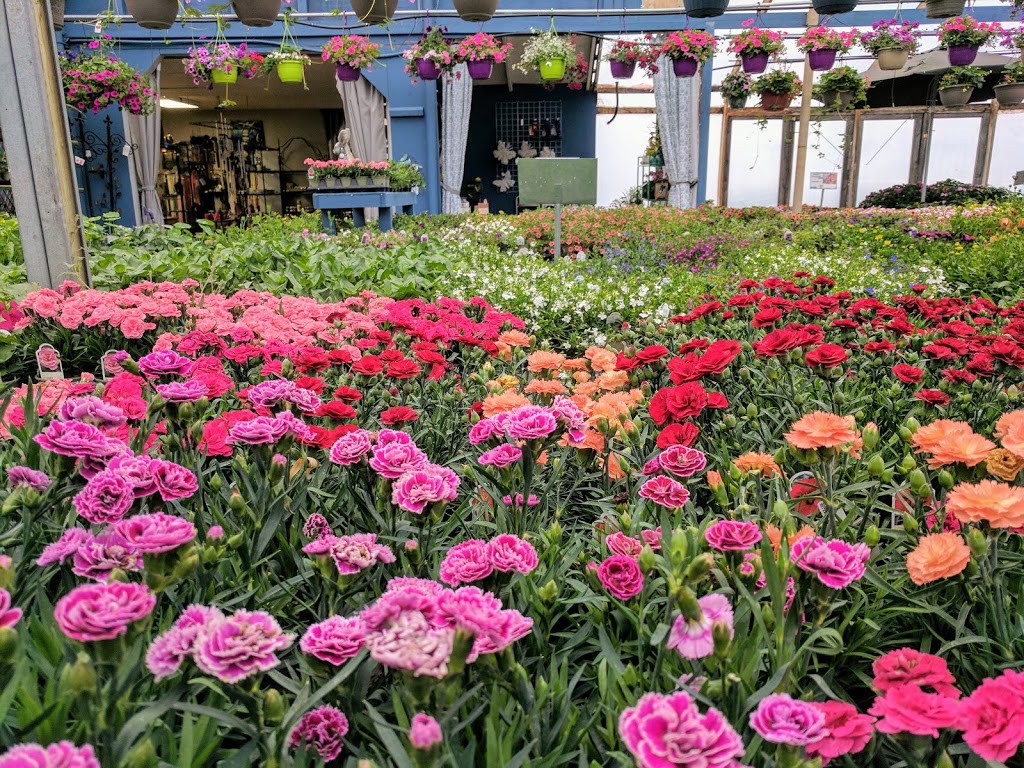 Sabados Greenhouse | 20003 Road 108N, Lundar, MB R0C 1Y0, Canada | Phone: (204) 762-5879