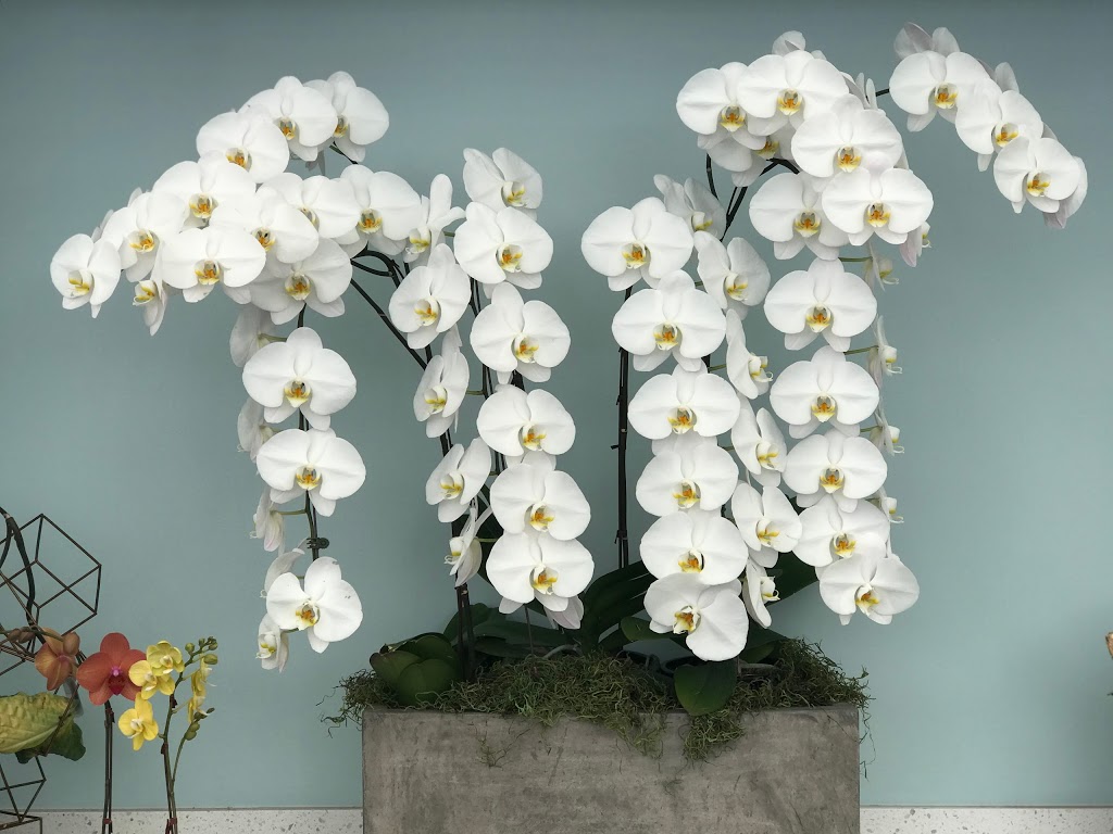 Oriental Orchids Ltd. | 6039 12th Ave, Burnaby, BC V3N 2J2, Canada | Phone: (604) 515-7133