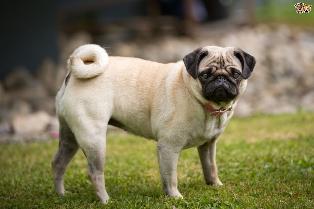 Pew Paw | 27 Upney Dr, Nepean, ON K2J 5G7, Canada | Phone: (819) 580-7240