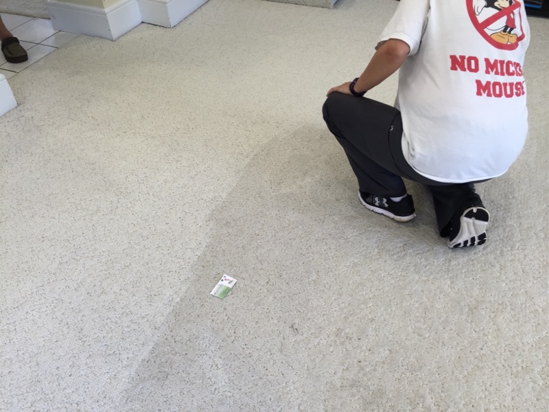 Organic Green Carpet And Upholstery Steam Cleaning Professionals | 3311 Bathurst St, North York, ON M6A 2B5, Canada | Phone: (416) 473-7411