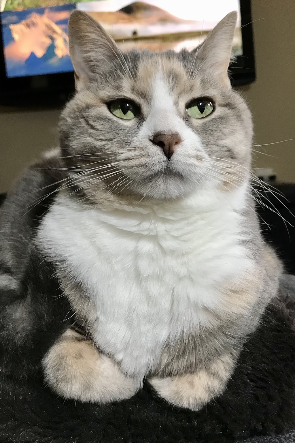 Bellevue Veterinary Hospital | 1016 Bellevue Rd, Parksville, BC V9P 2C2, Canada | Phone: (250) 248-2031