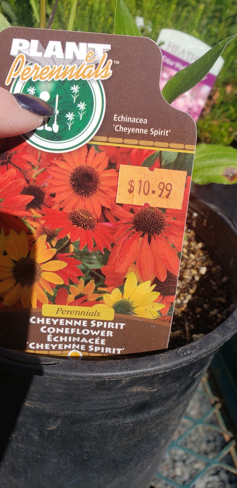 Hope Garden Centre | 21400 Trans-Canada Hwy, Hope, BC V0X 1L3, Canada | Phone: (604) 750-8152
