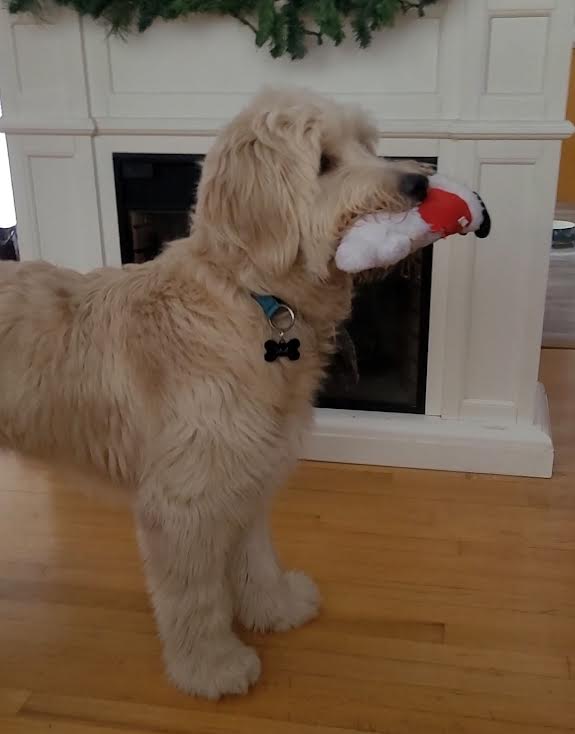 Sisters Doggy Daycare & Boarding | Grattan Rd, Sainte-Anne-de-Kent, NB E4S 1B5, Canada | Phone: (506) 521-0649
