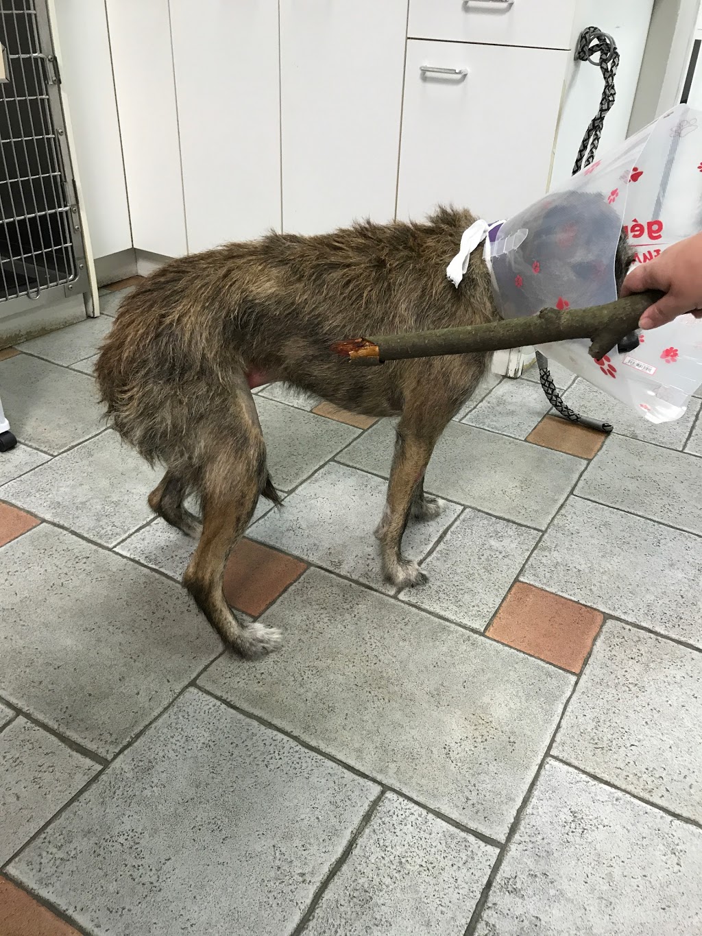 Panorama Village Animal Hospital | #104 - 15149, Highway 10 and, 152 St, Surrey, BC V3S 9A5, Canada | Phone: (604) 575-1133