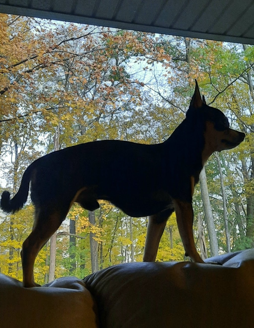 K9 Cottage | Parkwood Dr, Cambridge, ON N1S 3K8, Canada | Phone: (519) 223-5207