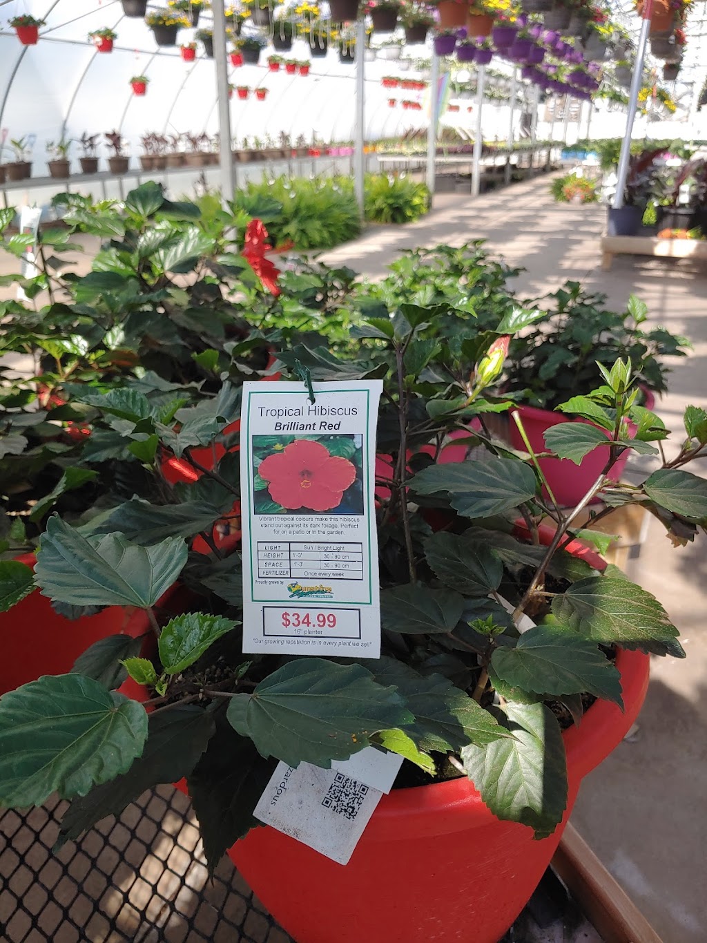 Sunrise Greenhouses Ltd | 3324 Second Ave, Vineland Station, ON L0R 2E0, Canada | Phone: (905) 562-3411