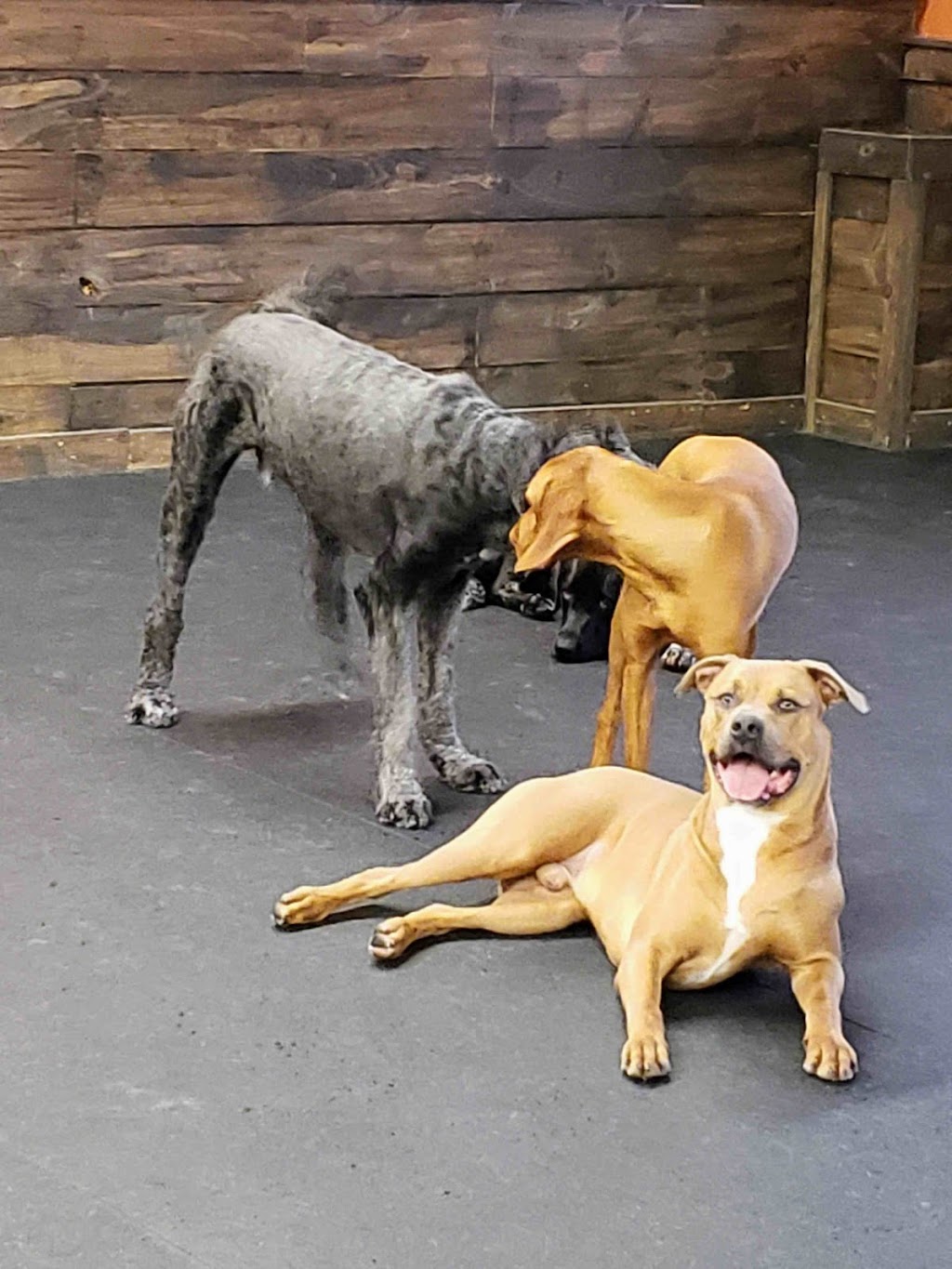 Pet Pawsitives Luxury Pet Resort Inc | 411C Dundas St E, Belleville, ON K8N 1E7, Canada | Phone: (613) 779-5900