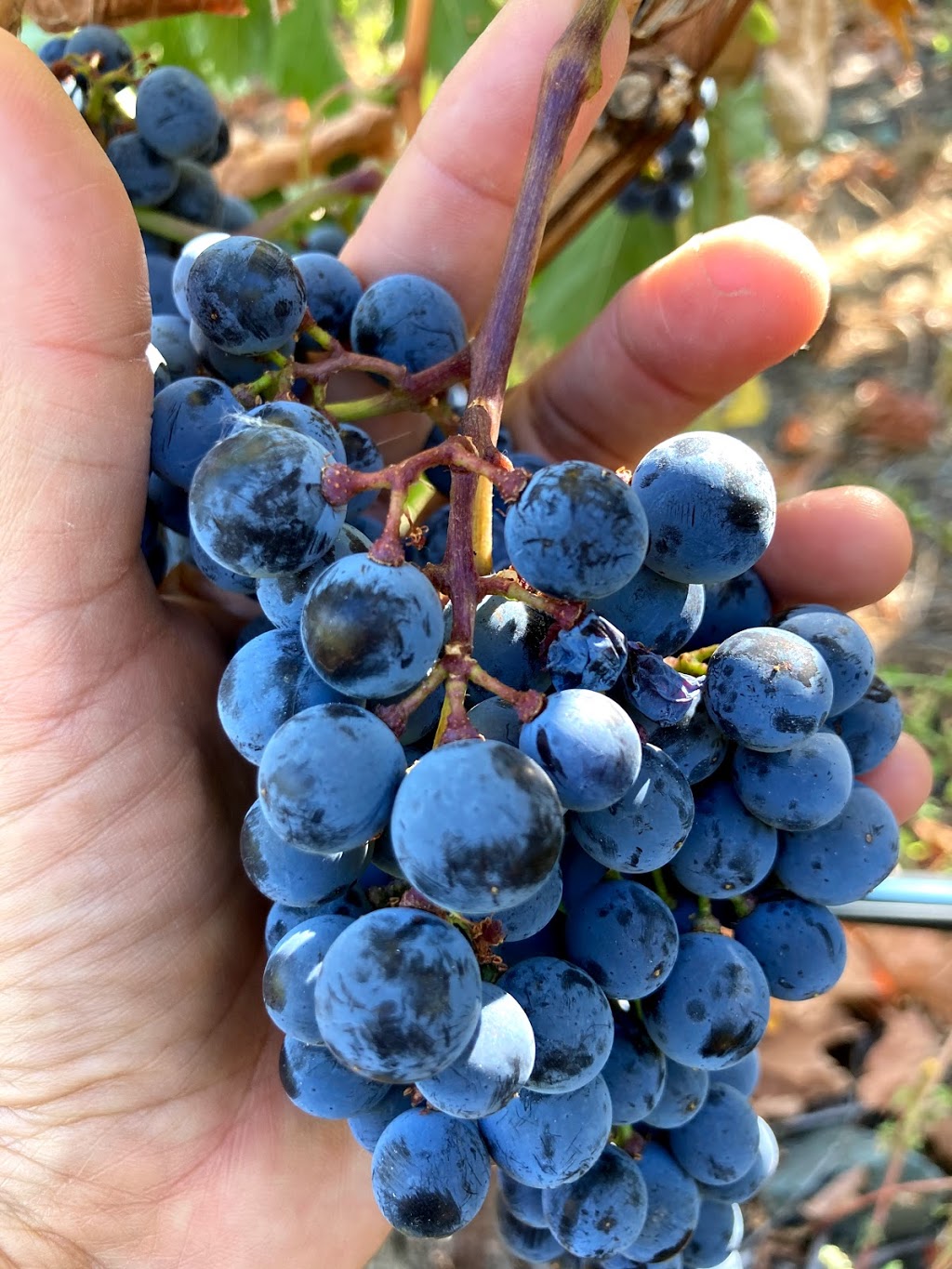 Gold Hill Winery | 3502 Fruitvale Way, Oliver, BC V0H 1T1, Canada | Phone: (250) 495-8152