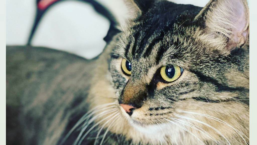Anti-Floof Cat Grooming | 119 River Rock Pl SE, Calgary, AB T2C 4P5, Canada | Phone: (587) 897-1938
